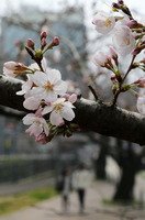 長崎の桜.jpg